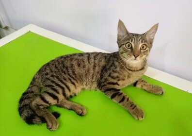 516915738f89a98f6fca4273e82f7fd4