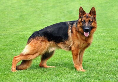 german-shepherd-style