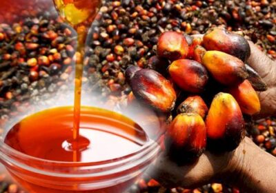 palm_oil_481x-1